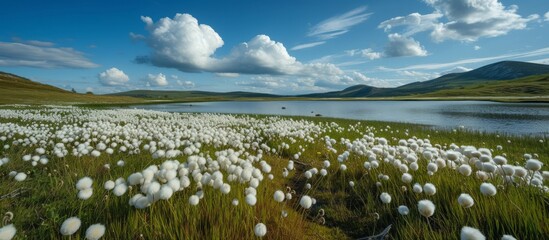 Poster - Serene field of white flowers blooming beside a tranquil lake in springtime