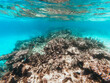 Underwater evidence of coral bleaching on reef