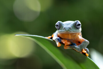 Wall Mural - Green tree frog hanging on a leaves