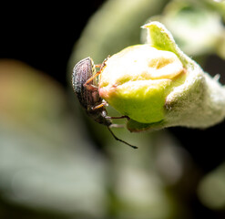 Sticker - Beetle in a white flower tree. Macro