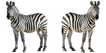 Zebra Isolated On Transparent Background