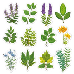 Wall Mural - collection of various herbal plants and flowers