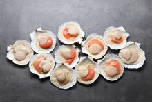 Many Fresh Raw Scallops In Shells On Grey Table, Flat Lay