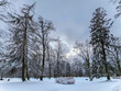 Panorama of a snow-covered park with tall pine trees snowy cloudy day in the Mezaparks district, Riga, Latvia. Cold winter weather.	
