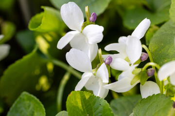 Wall Mural - white violet flowers called the variety Viola Odorata