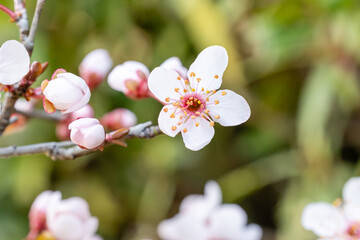 Wall Mural - Garden plum blossoms of the variety Prunus Cerasifera