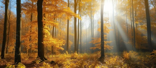 Poster - The autumn sun is painting tints and shades through the trees in the natural landscape of the forest, illuminating the plant life and grass below.