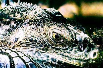 Poster - close up of a iguana