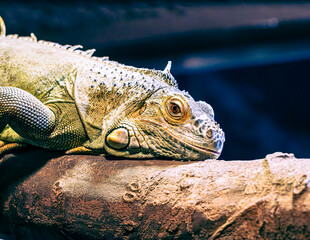 Poster - close up of a iguana