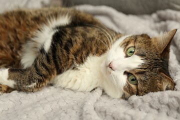 Poster - Cute pet. Cat with green eyes lying on soft blanket at home