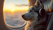 Cute husky dog on a seat of his private jet looking through the plane window