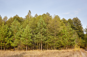 Wall Mural - Conifer trees in the forest against a blue sky on a sunny day. Beautiful nature landscape