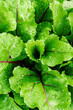Closeup of fresh green beet leaves growing on vegetable bed. Young salad seedlings growth in spring garden. Healthy lifestyle food vertical background.