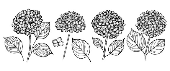 Wall Mural - Set of hand drawn hydrangea flowers. Outline vector illustration.