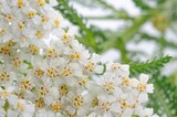 Fototapeta Łazienka - White Yarrow (Achillea) Flowers Close-Up