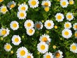 © Ayaz - daisies in the grass small flowers