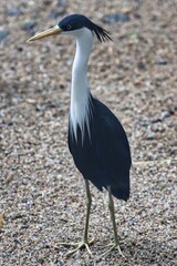 Canvas Print - Port Douglas, Queensland, Australia