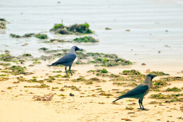 Wall Mural - crows on beach in Zanzibar