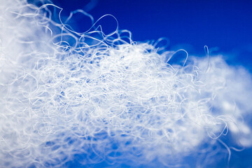 Wall Mural - Extreme macro of polyester stable fiber on blue background