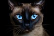 Close-up of a Siamese cat's blue almond-shaped eyes against a black background