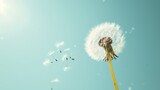 Fototapeta Dmuchawce - Dandelion with seeds against the blue sky. Nature background.