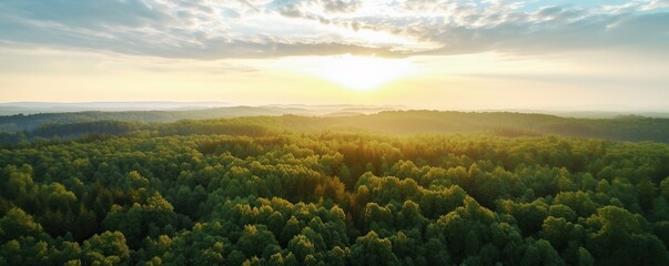 Drone view panoramic green forest at sunrise or sunset