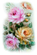 Antique colorful painting of roses with transparent background.