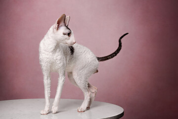 Wall Mural - cornish rex cat on pink background