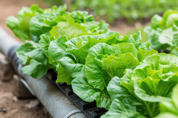Fresh lettuce growing in garden, perfect for agriculture concepts