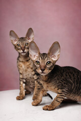 Wall Mural - cornish rex cute small kitten on pink background