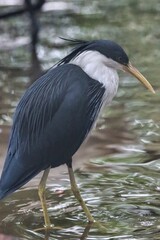 Poster - Port Douglas, Queensland, Australia