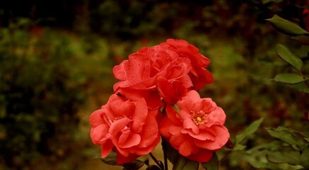 Wall Mural - Beautiful blooming flower in garden 