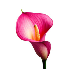 Wall Mural - Calla Lily image isolated on a transparent background PNG photo