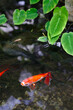 goldfish at the surface of its pond with some green leaves