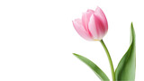 Fototapeta Tulipany - Pink Tulip flower. isolated on transparent background