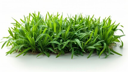 Poster - Grass on a white background isolated on green