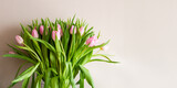 Fototapeta Tulipany - Pink tulips against a light wall