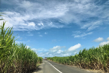 Wall Mural - Landscape along Trou d‘eau Douce Road in rural Mauritius