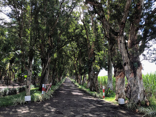 Wall Mural - Backroad off Royal Road Britannia in Mauritius