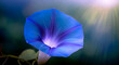 Makro kwiat, niebieski Wilec - Ipomoea