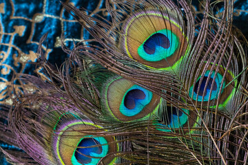 Wall Mural - Peacock feathers in the light