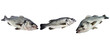 Fresh sea bass fish isolated on transparent background