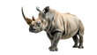 Majestic Rhinoceros Standing Against White Background