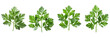 Set of chervil leaf isolated on a transparent background