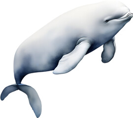 Beluga whale, Watercolor painting of Beluga whale