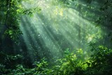 Fototapeta Mapy - Sun rays shining through forest
