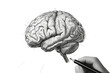 Drawing of a Human Brain With a Pencil. A detailed black and white drawing of a human brain created using a pencil, showcasing the intricate structures and complexity of the human mind.