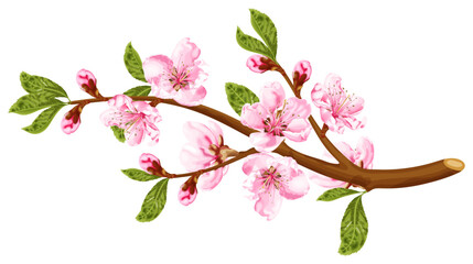 Canvas Print - Peach blossom branch. Spring pink flowers. Stock vector illustration on a white background.