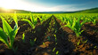 Agricultural plantation in field agricultural landscape, green growing plants