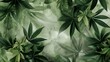 cannabis leaves leaf, Concept of herbal alternative medicine
